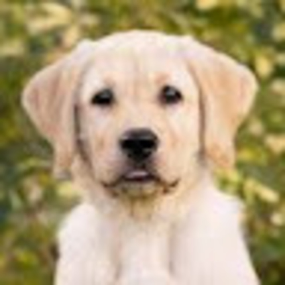 Meet your Posher, Owen